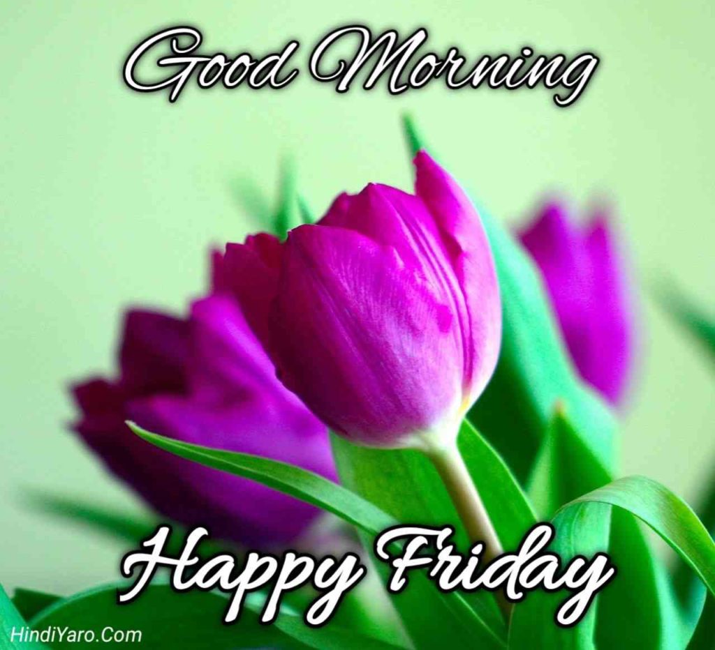 100+ New Good Morning Happy Friday Images (2023) » Hindiyaro.com
